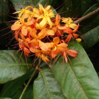 Saraca asoca (Roxb.) J.J.de Wilde